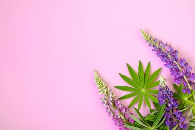 Mavi lupine Lupinus çiçeklerinden ve pembe arka planda yeşil yapraklardan yapılmış bahar çiçekli flatlay tasarım kompozisyonu. Düz yatıyordu. Boşluğu kopyala