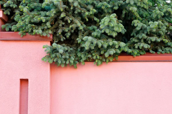 Roze Muur Naaldbomen Takken Met Jonge Scheuten Pastel Achtergrond Met — Stockfoto