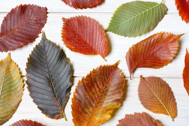 Sonbahar tasarımı için beyaz ahşap bir masada renkli karaağaç yaprakları. Kapat.