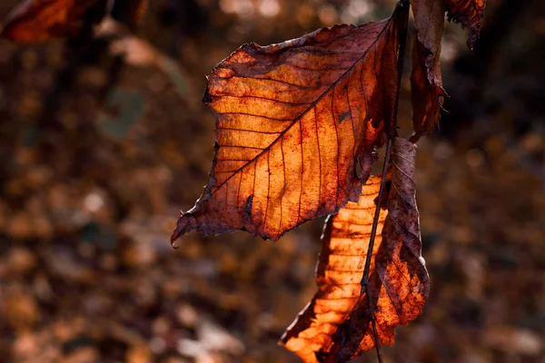 Deux Feuilles Aulne Sèches Sur Une Branche Coucher Soleil Beau — Photo