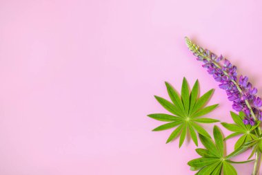 Çiçekler ve yeşil Lupinus yaprakları pembe arka planda. Düz yatıyordu. Boşluğu kopyala