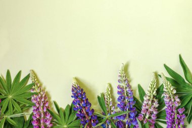 Mavi lupine Lupinus çiçeklerinden ve açık yeşil arkaplanda yeşil yapraklardan oluşan bahar çiçekleri dizaynı. Düz yatıyordu. Boşluğu kopyala