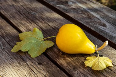 Dekoratif balkabağı ve yeşil yapraklar eski ahşap bir masada sonbahar ve hasat temasını tasarlamak için..