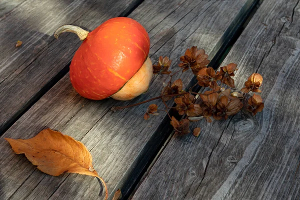 装饰南瓜和一枝干枯的啤酒花在一张古老的木制桌子上设计，主题是秋天，收获 — 图库照片
