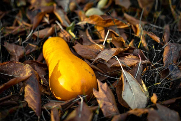 Decoratieve Pompoen Verwelkte Bladeren Herfst Achtergrond Kopieerruimte — Stockfoto