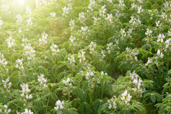 現場でルパンの開花植物を栽培しました。農業. — ストック写真