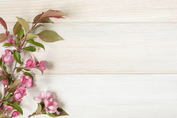 Branch of a blossoming apple tree on a wooden table. Flat lay — Stock Photo, Image