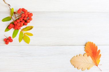 Beyaz ahşap bir masada bir demet yabanmersini ve rowan yaprağı. Kartpostalların, posterlerin, planların mevsimsel tasarımları için minimalist sonbahar arkaplanı. Boşluğu kopyala.