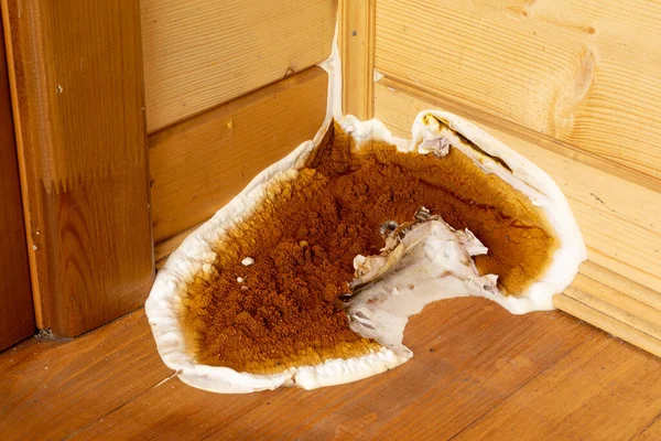 Bir yerleşim yerinin duvarlarında ve zemininde büyüyen büyük bir mantar serpula lacryman. Yapılardaki ahşap elementlere saldıran en yıkıcı mantardır. Yakın çekim, makro