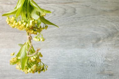 Alternatif tıp teması üzerine bir tasarım için ahşap arka planda koparılmış iki demet taze Linden çiçeği. Boşluğu kopyala