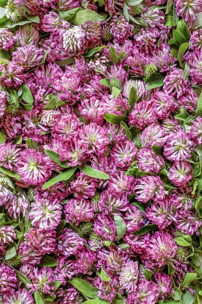 Pink clover flowers. Medicinal herb clover background for design on the theme of folk medicine. Vertical