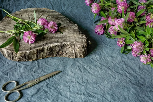 Pink Clover Flowers Scissors Old Wooden Stump Image Drying Medicinal — Stock Photo, Image
