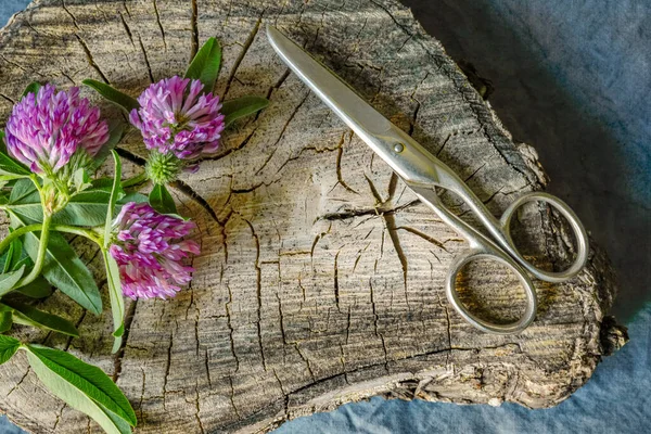 Pink Clover Flowers Scissors Old Wooden Stump Image Drying Medicinal — Stock Photo, Image