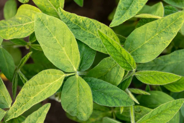 Soy Leaves Close Experimental Fields Gene Modification Farm — Stock Photo, Image