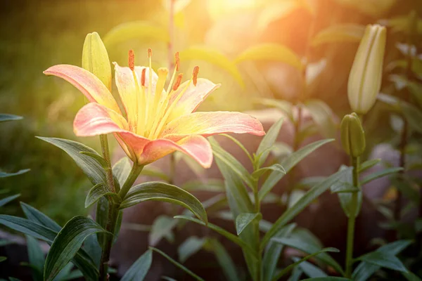 Une Fleur Lys Fleurie Dans Jardin Coucher Soleil Ferme Tonique — Photo
