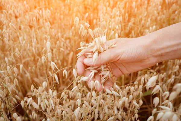 Ears of ripe oats in a womans hand. Fertility concept — Stock Photo, Image