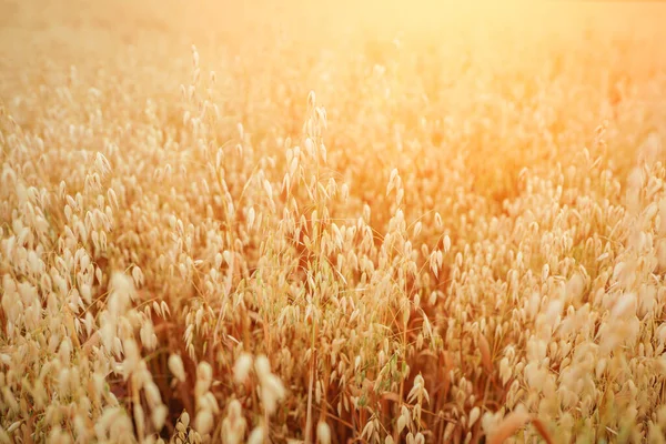 Ett fält med mogen havre i solljuset — Stockfoto