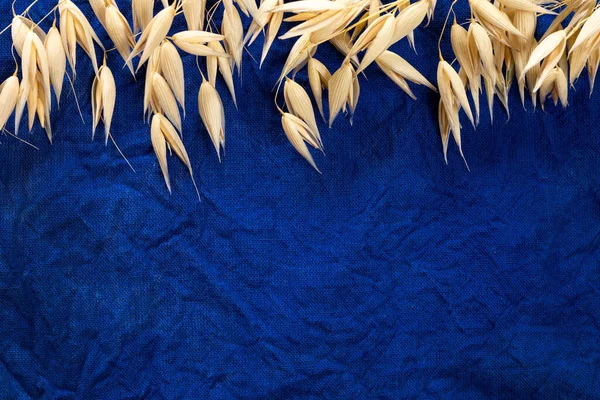 Golden ripe oats on dark blue cotton fabric for a design on the theme of harvest, farming.