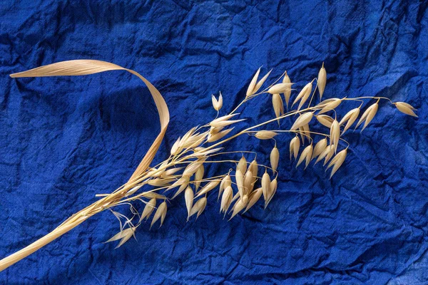 Golden ripe oats on dark blue cotton fabric for a design on the theme of harvest, farming.