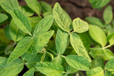 Soya yaprakları yakın plan. Gen modifikasyonu ya da tarım için deneysel alanlar.