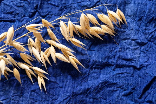 Golden ripe oats on dark blue cotton fabric for a design on the theme of harvest, farming. Copy space