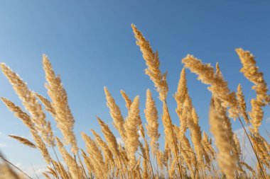 Çiçekli ağaç küçük kamış Calamagrostis epigejos mavi gökyüzüne karşı. Seçici odak