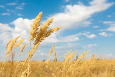 Çiçekli ağaç küçük kamış Calamagrostis gökyüzüne karşı epigejos