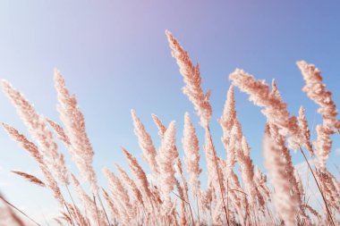 Çiçekli ağaç küçük kamış Calamagrostis epigejos mavi gökyüzüne karşı. Seçici odaklanma. Ayarlanmış