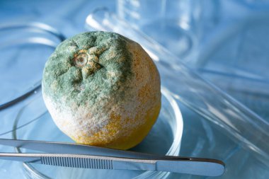 Mavi arka planda petri kabında küflü limon. Organik, tıbbi araştırma konsepti. Sarı limonun üzerindeki mavi küf dokusu. yakın plan