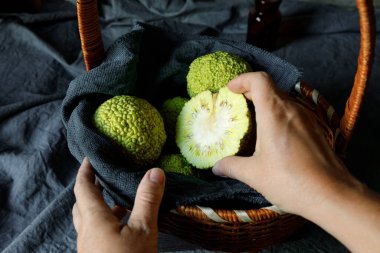 Osage Orange Maclura pomifera 'nın meyvelerini sepete katlıyor. Maclura alternatif tıpta kullanır.