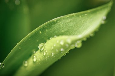 Vadi yaprağının bir nilüferinin üzerine su damlıyor. Ekoloji ve doğal kaynaklar konulu tasarım için soyut yeşil arkaplan. Boşluğu kopyala