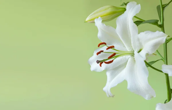 Beautiful white lilies on light green background. Copy space. Selective focus — Stock Photo, Image