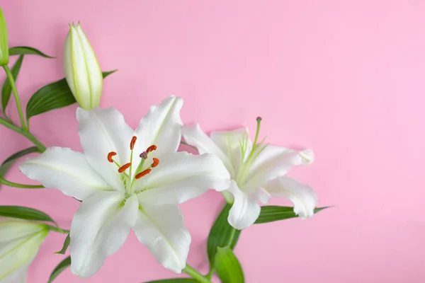 White Lily Flowers Pink Background Selective Focus Copy Space — Stock Photo, Image