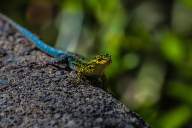 lagartijo sobre roca tomando sol