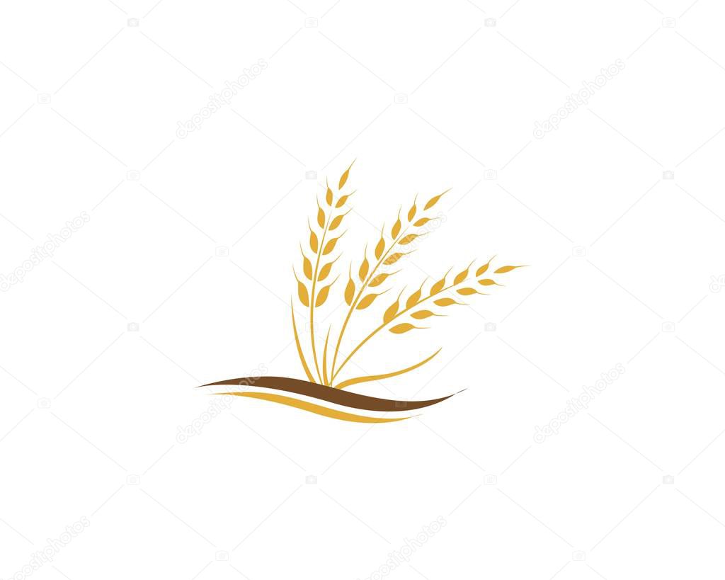 Agriculture wheat Logo Template vector icon design