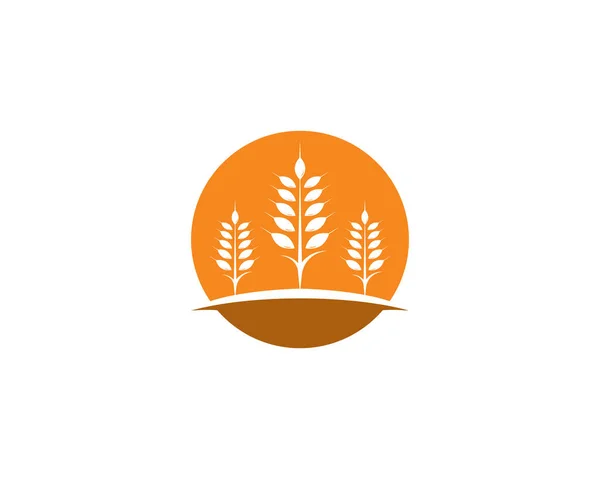 Agriculture wheat Logo Template vector icon — Stock Vector