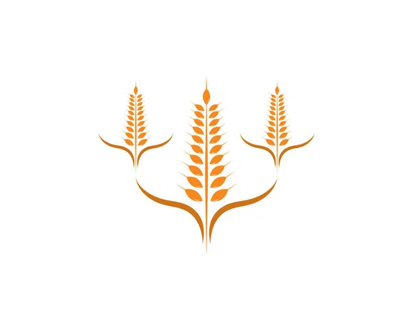 Agriculture wheat Logo Template vector icon — Stock Vector