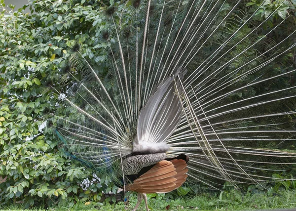 Indian Peacock or Blue Peacock, (Pavo cristatus), with back to camera showing upright feathers and some brown feathers and green foliage in background