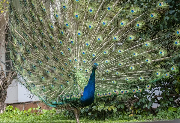 Indian Peacock or Blue Peacock, ( Pavo cristatus ), showing upright feathers in a fan and ready for courtship