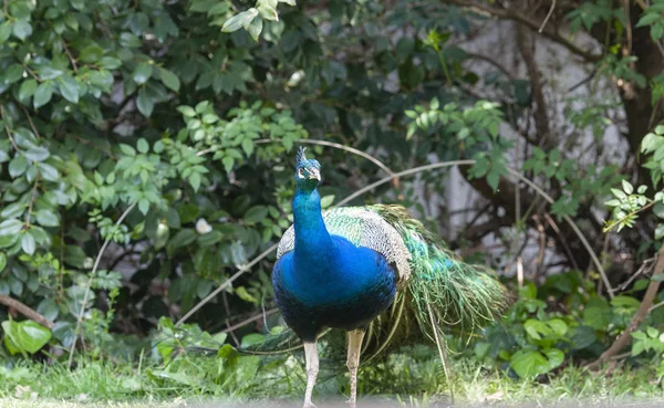 Indian Peacock or Blue Peacock, ( Pavo cristatus ), facing camera and showing blue feathers on neck and upper body