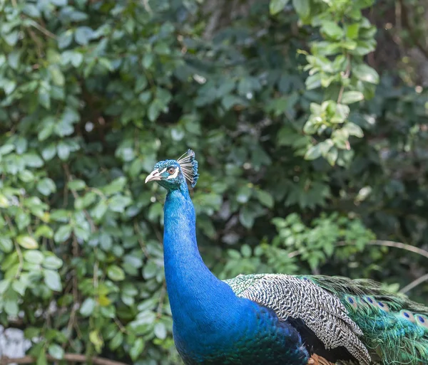 Indian Peacock or Blue Peacock, ( Pavo cristatus ), looking to left showing blue feathers on neck and upper body and and crest and eye visible