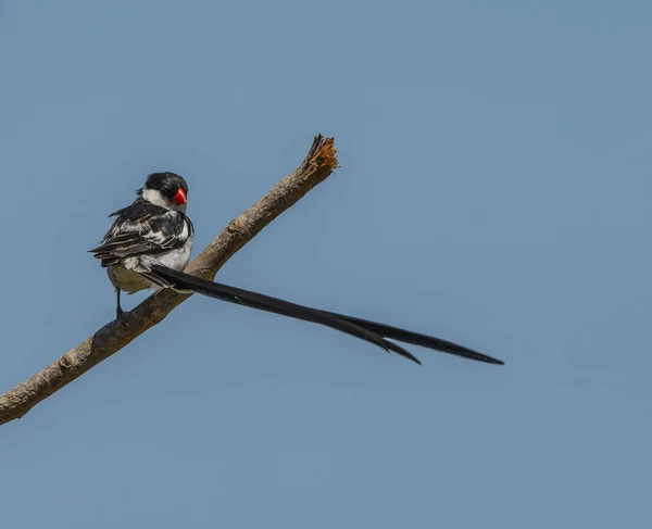 Pin-tailed whydah ( Vidua macroura ), with black back and crown, and a very long black tail. Looking back at camera and showing promient red beak, against blue sky