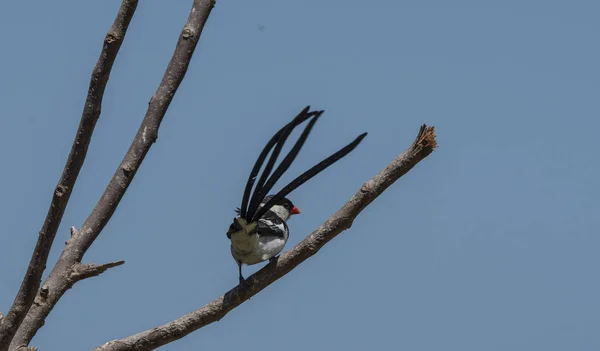 Pin-tailed whydah ( Vidua macroura ), sitting on branch with black back and crown, and upright long black tail. Showing promient red beak, against blue sky