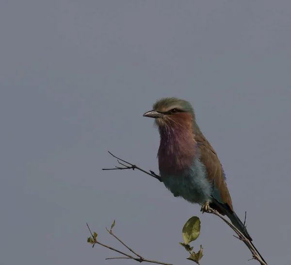 Single lilac brested Roller bird, Coraciidae . sitting on twig,