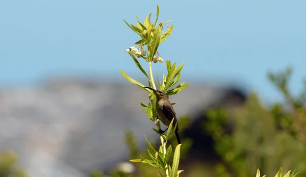 Cape Sugar bird, female, Promerops cafer, milkweed plant with white flowers South Africa — Stock Image Cape Sugar bird, female, Promerops cafer, milkweed plant with white flowers South Africa Stock Photo
