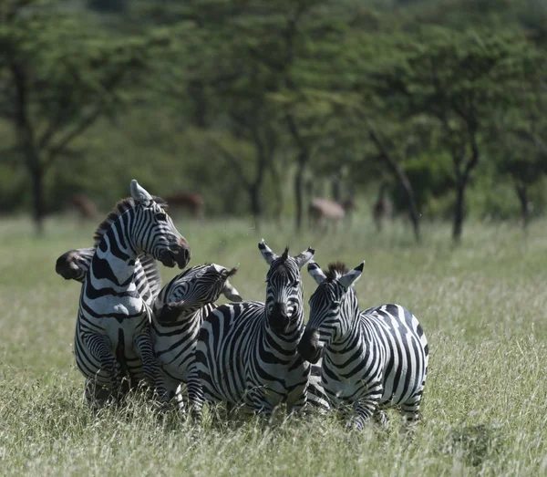 Group of zebra, 2 fighting and one of the fighting showing teeth, with green grass and trees in background. Masai Mara, Kenya, Africa