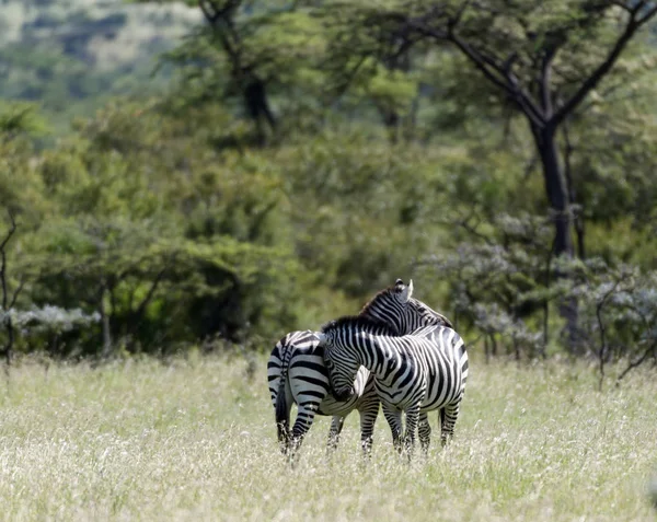 Two Zebras, one leaning against the other in an affectionate way. Masai Mara, Kenya, Africa