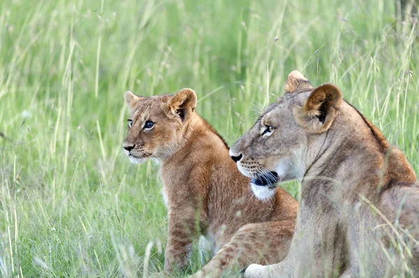 Lion cub with bright eyes sitting up looking left with mother lying next to it, in green grass, Masai Mara, Kenya
