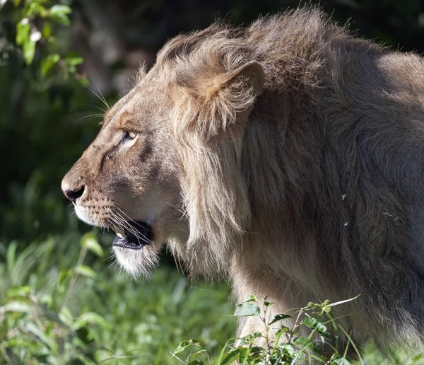 Majestic Lions head going left with morning sun shining on his face and mane glistening in the sun. Masai Mara, Kenya, Africa