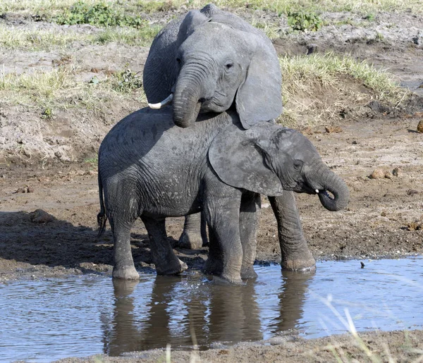 Two baby elephants standing in water, one leaning his head on the back of the other one. Tarangire National Park. Tanzania, Africa